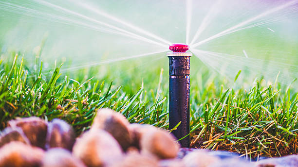 Sprinkler head replacement during lawn irrigation repair